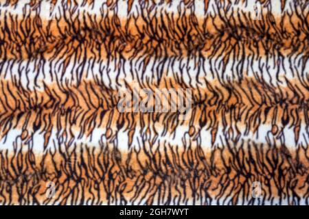Blurry of  tiger pattern fabric   use for background Stock Photo