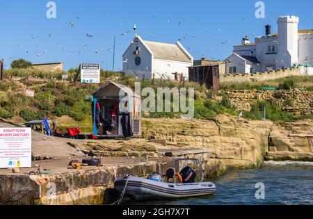 Seabirds flock around Keeper's Cottage on Coquet Island, an offshore wildlife sanctuary on the Northumbrian coast, off Amble, north-east England Stock Photo