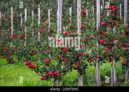 Apple trees in an orchard in Loen, Norway, Europe Stock Photo