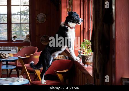 Black and white border collie dog looking out the window waiting for its owner to arrive home Stock Photo