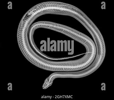 Snake under x-ray a whole mouse can be seen being digested on the left ...
