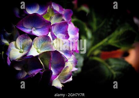 Hydrangea plant in full bloom. Pink and lilac color Stock Photo