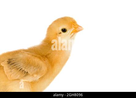 Cute little chicken isolated on a white background Stock Photo