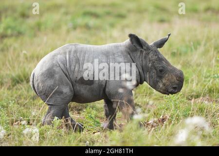 Two-week-old Southern white rhino calf Nandi explores her enclosure for the first time at ZSL Whipsnade Zoo. Picture date: Monday September 6, 2021. Stock Photo