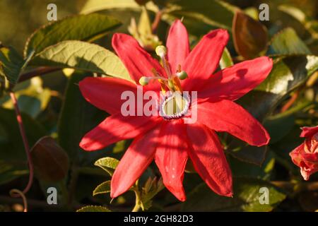 Closeup shot of a large big red tropical Passiflora Manicata, passion flower during the sunset Stock Photo