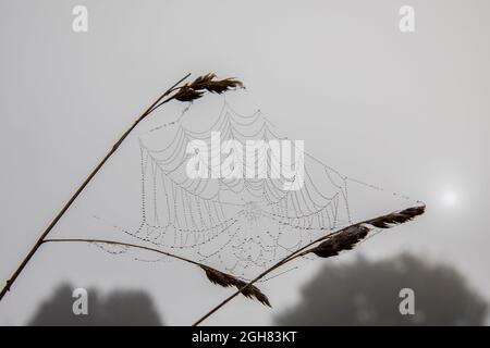 Cardiff, Wales, UK. 6th Sep, 2021. The sun is pictured next to a cobweb, struggling to break through morning mist in Cardiff during a spell of warm early September weather. Credit: Mark Hawkins/Alamy Live News Stock Photo