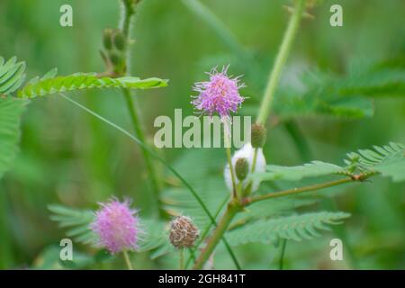 Mimosa pudica flower.sensitive tree, sleepy plant, action tree, touch-me-not, shame plant. Stock Photo