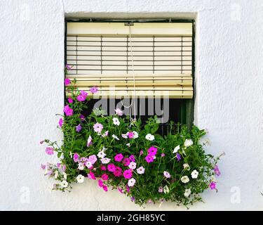 Half-height louvered window adorned by colored bell flowers in a white-fronted Andalusian village house Stock Photo