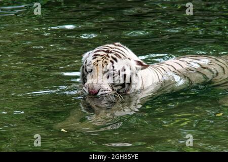 White Tiger, Singapore Stock Photo