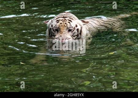 White Tiger, Singapore Stock Photo