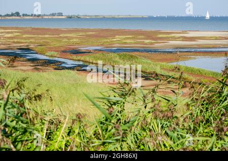 View across reeds towards the salty marshes on the southern shore of  lake Grevelingen in the Netherlands Stock Photo