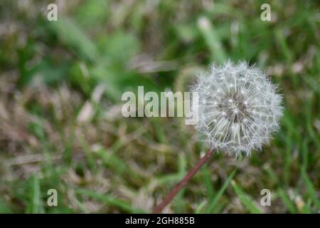 A single dandelion fully seeded head with the background of dried grass Stock Photo