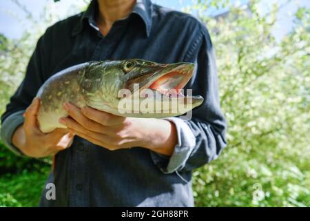 Woman with big beautiful pike in hands. Success pike fishing. Close-up. Stock Photo