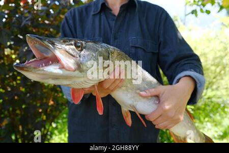 Woman with big beautiful pike in hands. Success pike fishing. Close-up. Stock Photo