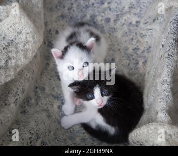 two black and white kittens sit side by side on a light downy knitted scarf, looking up at the camera. Love for cats. The comfort of pets. Tenderness Stock Photo