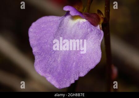 Flower of the small bladderwort (Utricularia lateriflora), Tasmania, Australia Stock Photo