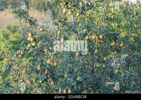 Pear tree with many fruits that getting ripe and juice in late summer Stock Photo
