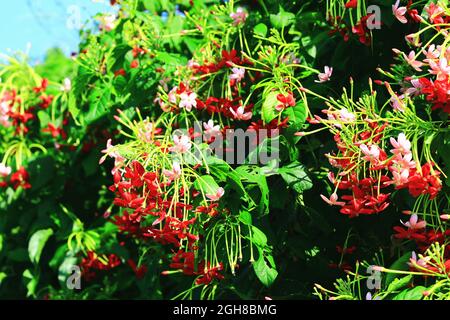 beautiful view of blooming Rangoon Creeper flowers,close-up of red and pink flowers blooming in the garden Stock Photo