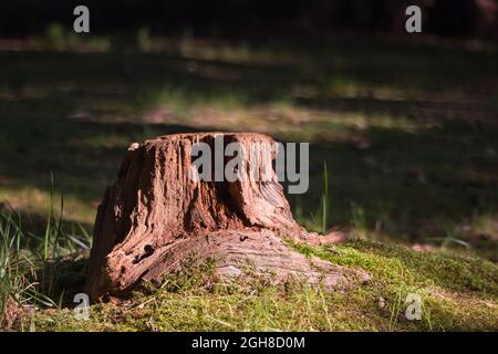 Sunlight shines on an old red brown tree stump surrounded by green moss in a dark wood Stock Photo