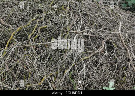 Rough tangled dry mossy branches on the ground pattern texture background Stock Photo
