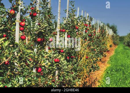 row of trees with ripe red fruits on apple orchard Stock Photo