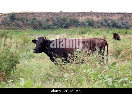 Cows grazing on a green meadow on hills background. Black cow on a leash eating grass in a pasture, rural scene, farming and milk production concept
