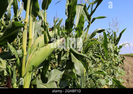Green corn cob growing on a field. Close up of ripe ear of corn, agricultural industry, good harvest Stock Photo