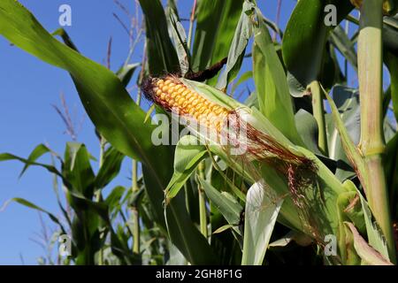 Yellow corn cob growing on a field. Close up of ripe ear of corn, agricultural industry, good harvest Stock Photo