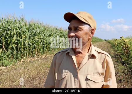 Old farmer stands on a green cornfield, smiling elderly man in baseball cap inspects the crop. Work on farm in a sunny day, high corn stalks Stock Photo