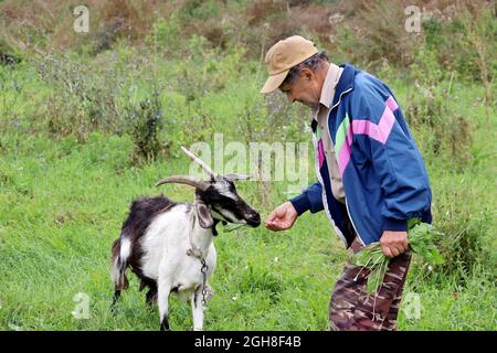 Old farmer feeds a goat with grass on a green pasture. Rural scene with ...