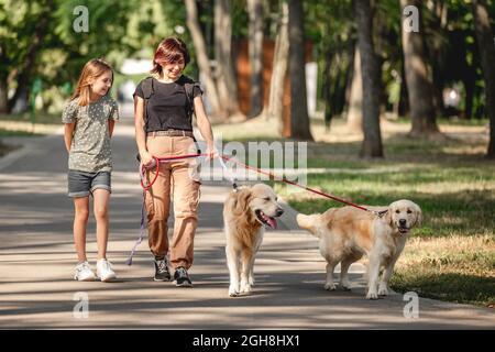 Family walking with golden retriever dogs in the park. Mother, daughter and two doggy pets outdoors at summer Stock Photo