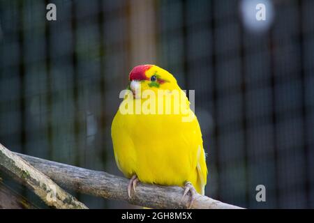 Lemon yellow parakeet close up Stock Photo