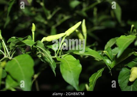 WHITE CHILLI ON THE GARDEN Stock Photo