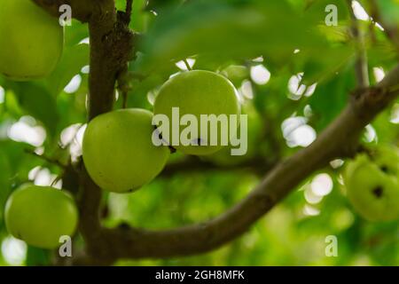 Sunny day in the orchard. Among other apple trees. Green, ripening apples hang on the branches. It's a sunny day. Stock Photo