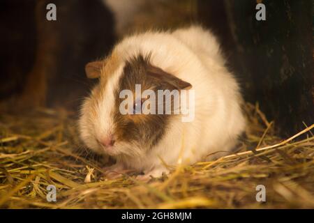 Close up of small baby guinea pig Stock Photo