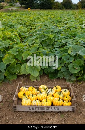 Kilduff Farm, East Lothian, Scotland, UK, 6th September 2021. Pumpkin harvest: ripened pumpkins are harvested from a field planted with 25 varieties of culinary pumpkins. Tickets for the annual pumpkin patch, starting in October. 20,000 pumpkin seedlings planted have yielded a bumper crop of culinary pumpkins Stock Photo
