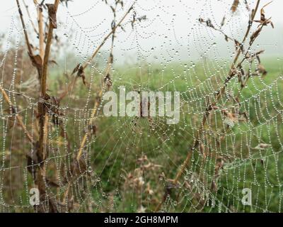 Cobweb covered with drops of morning dew. Stock Photo