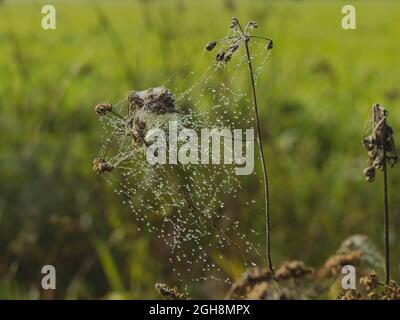 Cobweb covered with drops of morning dew. Stock Photo