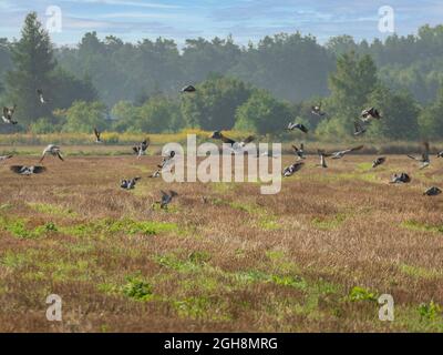 A flock of pigeons flying over a mowed field. Stock Photo