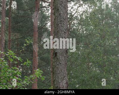 Tall pine forest. Slender, tall, brown tree trunks. Cobwebs are stretched between the trees. In the background you can see the green canopy of trees. Stock Photo