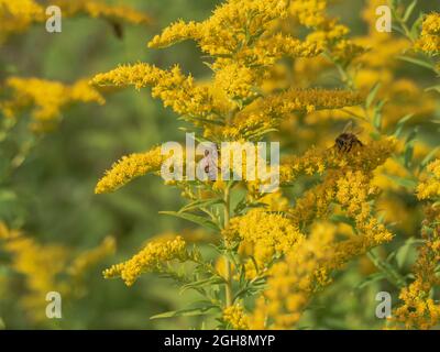 Tiny yellow flowers of goldenrod. Among the flowers you can see bees collecting pollen and nectar. Stock Photo