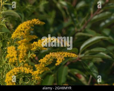 Tiny yellow flowers of goldenrod. Among the flowers you can see bees collecting pollen and nectar. Stock Photo