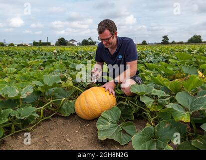 Kilduff Farm, East Lothian, Scotland, UK, 6th September 2021. Pumpkin harvest: Farmer Russell Calder harvests ripened pumpkins from a field planted with 25 varieties of culinary pumpkins. Tickets for the annual pumpkin patch in October. 20,000 pumpkin plants have yielded a bumper crop of culinary pumpkins Stock Photo