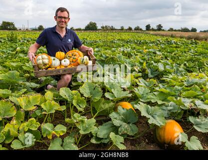 Kilduff Farm, East Lothian, Scotland, UK, 6th September 2021. Pumpkin harvest: Farmer Russell Calder harvests ripened pumpkins from a field planted with 25 varieties of culinary pumpkins. Tickets for the annual pumpkin patch in October. 20,000 pumpkin seedlings planted have yielded a bumper crop of culinary pumpkins Stock Photo