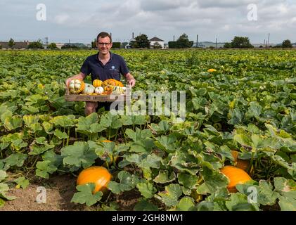 Kilduff Farm, East Lothian, Scotland, UK, 6th September 2021. Pumpkin harvest: Farmer Russell Calder harvests ripened pumpkins from a field planted with 25 varieties of culinary pumpkins. Tickets for the annual pumpkin patch in October. 20,000 pumpkin seedlings planted have yielded a bumper crop of culinary pumpkins Stock Photo