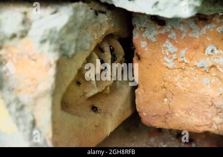 Selective focus on ANTS BETWEEN THE BRICKS in the park in morning sun light. Stock Photo