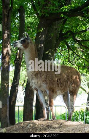 Portrait shot of a llama on a hill Stock Photo