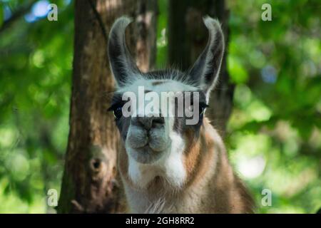 Close up portrait of cute llama Stock Photo
