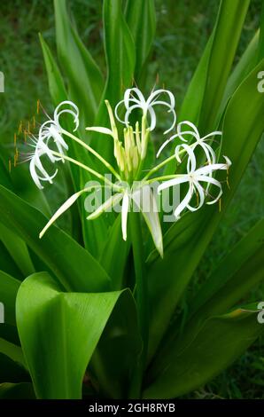 SELECTIVE FOCUS ON WHITE CRINUM ASIATICUM FLOWER WITH LONG GREEN LEAVES AND ISOLATED WITH GREEN BLUR BACKGROUND IN MORNING SUN LIGHT IN VERTICAL. A ME