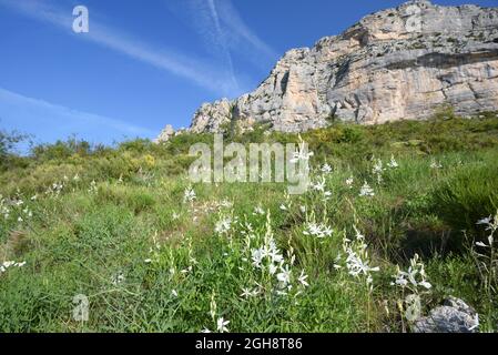 Masses or Groups of St. Bernard's Lily, Anthericum liliago, Growing on Rocky Grassland Below Robion Cliffs in Verdon Nature Reserve Provence France Stock Photo